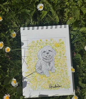 Dog in a daisy bush